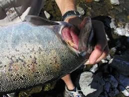 Fish pathogen found to survive months without food, raising fresh concerns for aquaculture